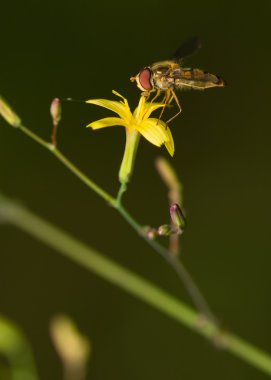 Syrphidae clipart