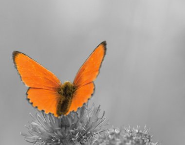 Lycaena virgaureae