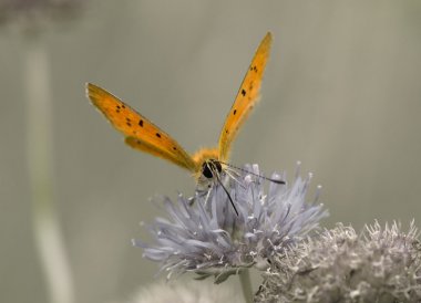 Lycaena virgaureae