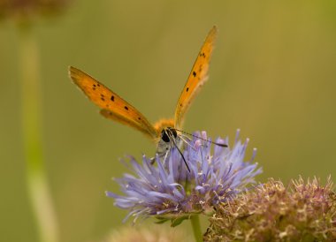 Lycaena virgaureae