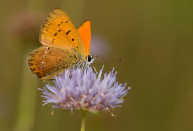 Lycaena virgaureae