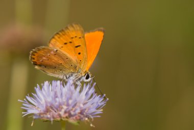 Lycaena virgaureae