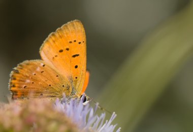 Lycaena virgaureae