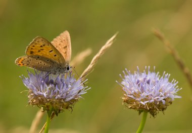 Lycaena alciphron