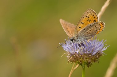 Lycaena alciphron