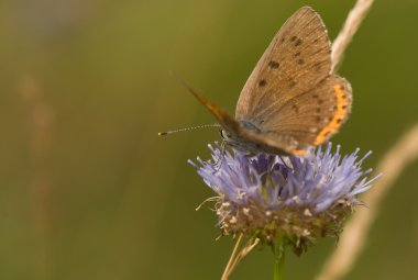 Lycaena alciphron