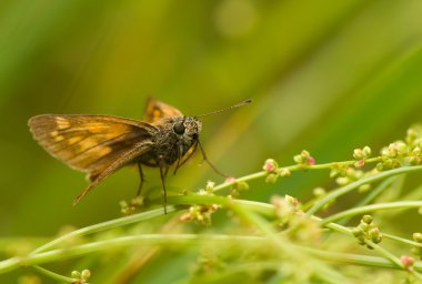 Ochlodes sylvanus