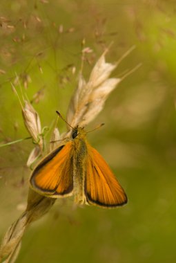 Ochlodes sylvanus