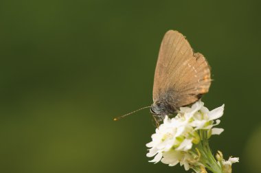 Satyrium ilicis