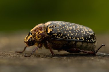 Polyphylla fullo