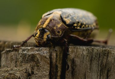 Polyphylla fullo