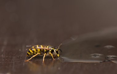 Wasp böcek