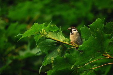 Serçe - passer montanus