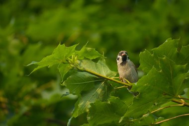 Serçe - passer montanus