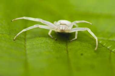 Misumena vatia