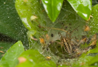 Agelena labyrinthica