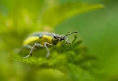 Phyllobius