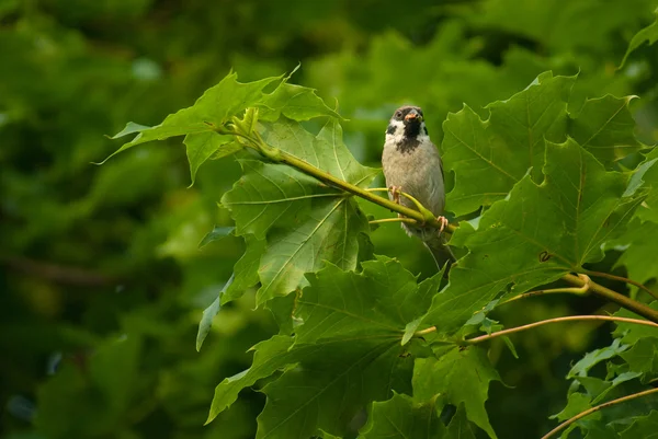 Sparrow - Passer montanus — Stock Photo, Image