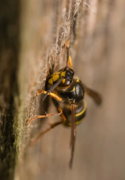 WASP комах — стокове фото