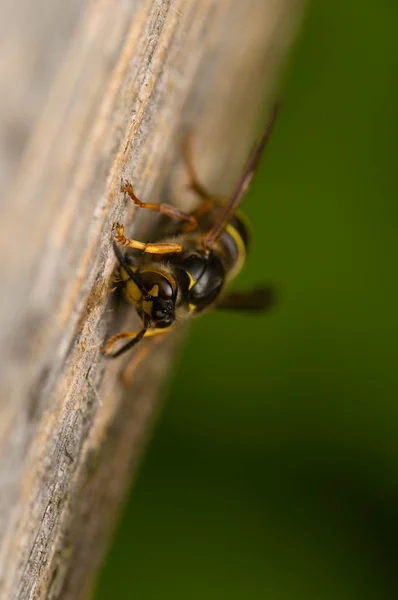 Inseto de vespa — Fotografia de Stock