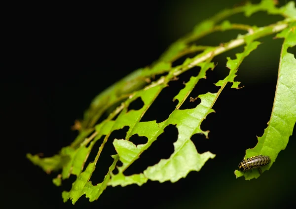 Folha e larva — Fotografia de Stock