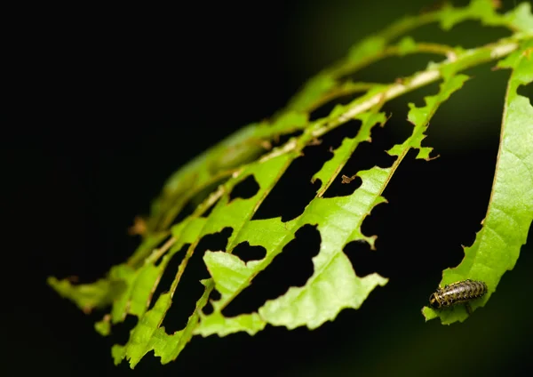 Hoja y larva —  Fotos de Stock