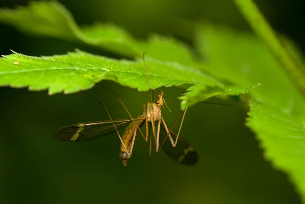 stock image Tipulidae