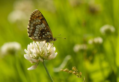 Melitaea