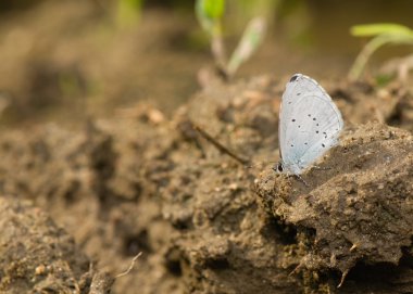 Celastrina argiolus