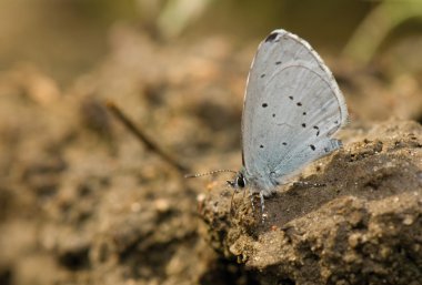 Celastrina argiolus