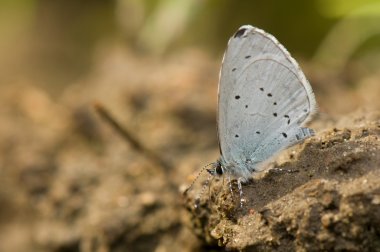 Celastrina argiolus