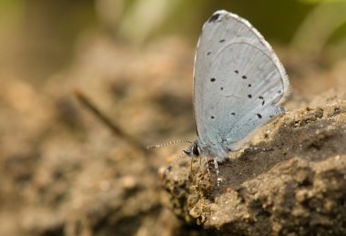 Celastrina argiolus