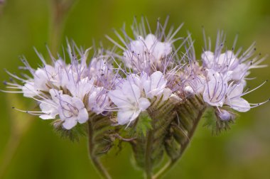 Phacelia Juss