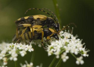 Cerambycidae