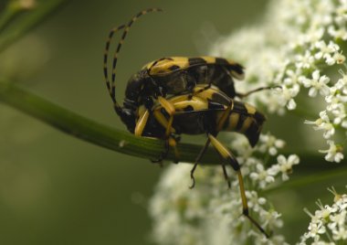 Cerambycidae