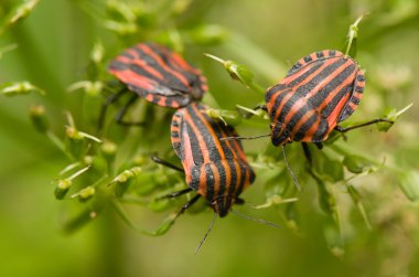 graphosoma lineatum