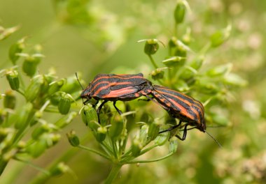 graphosoma lineatum