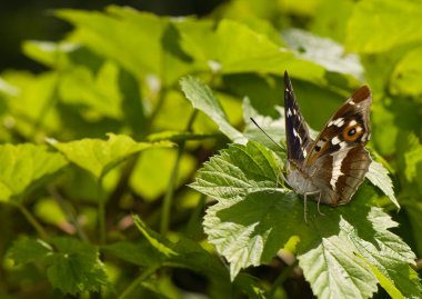 Apatura iris