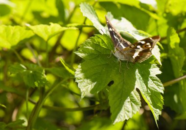 Apatura iris