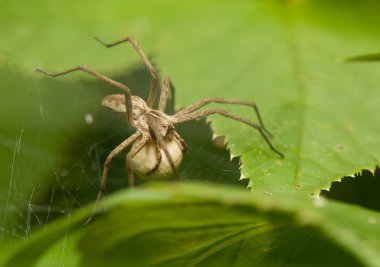 Pisaura mirabilis