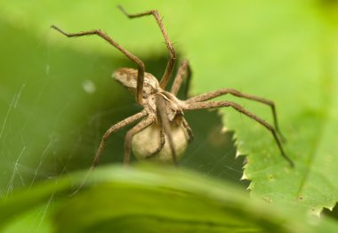 Pisaura mirabilis