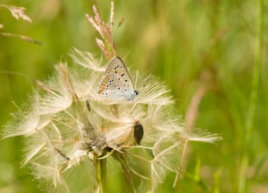 Lycaena alciphron