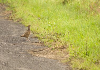 keklik - keklik keklik