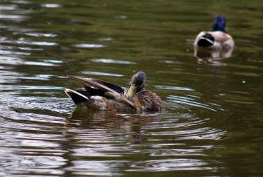 Anas platyrhynchos