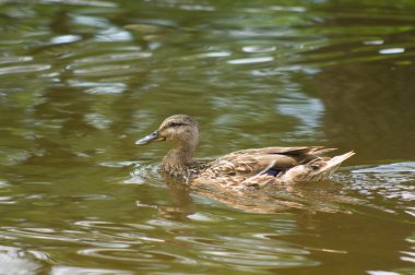 Anas platyrhynchos