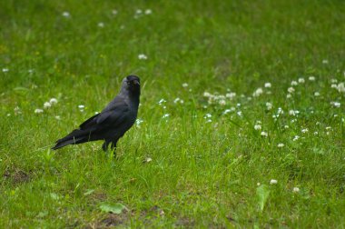 Corvus monedula