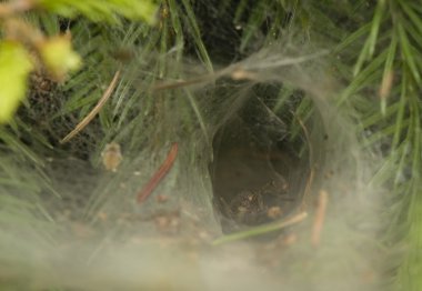 agelena labyrinthica - erkek