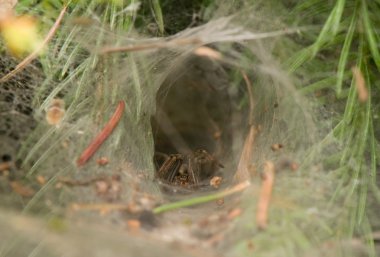 Agelena labyrinthica - male clipart