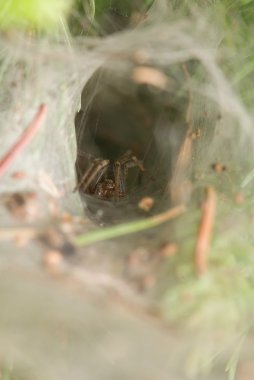 agelena labyrinthica - erkek