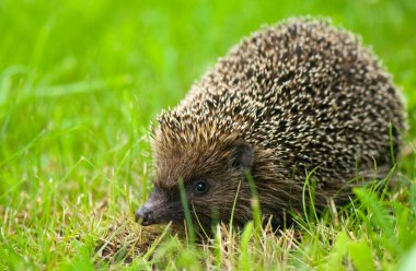 Hedgehog - Erinaceus europaeus clipart